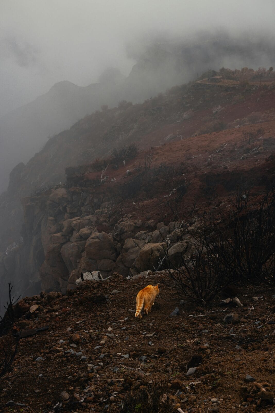 Portugal a pente fino: LiDAR vai revelar a arqueologia invisível em Portugal