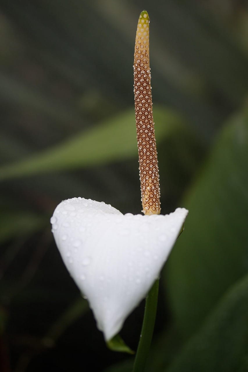 Flor de antúrio branca com gotas de água e espádice castanho, fotografada em plano próximo.