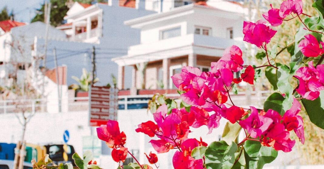 Vibrant bougainvillea blossoms on a sunny street in Portugal, capturing a serene and colorful scene.