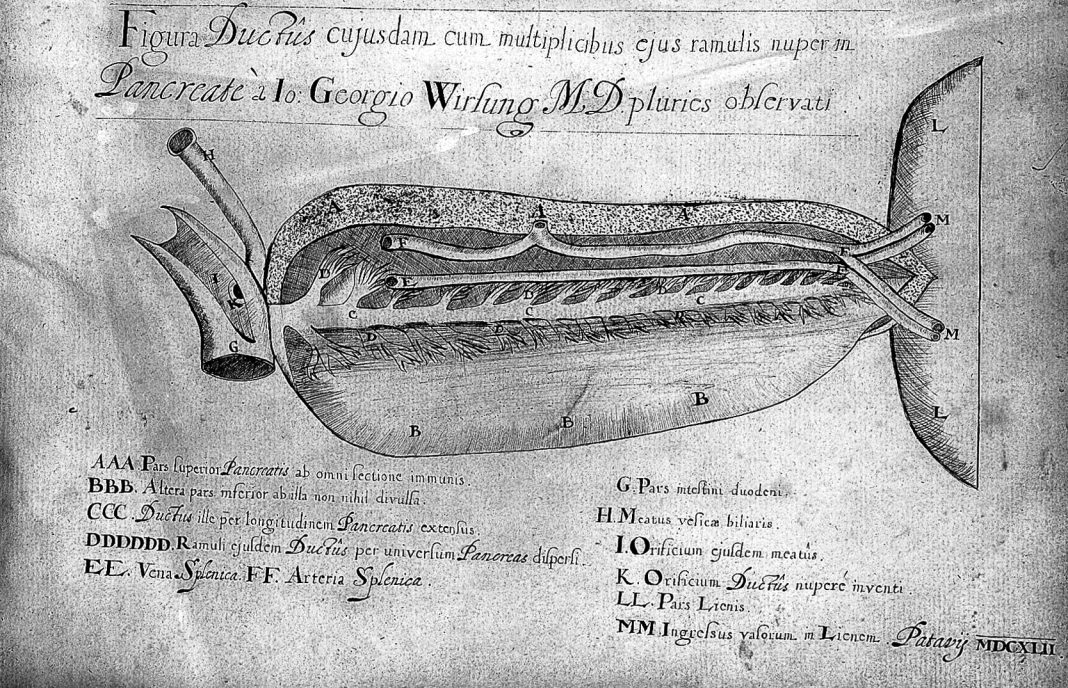 Gravura anatómica histórica do pâncreas e dos seus canais