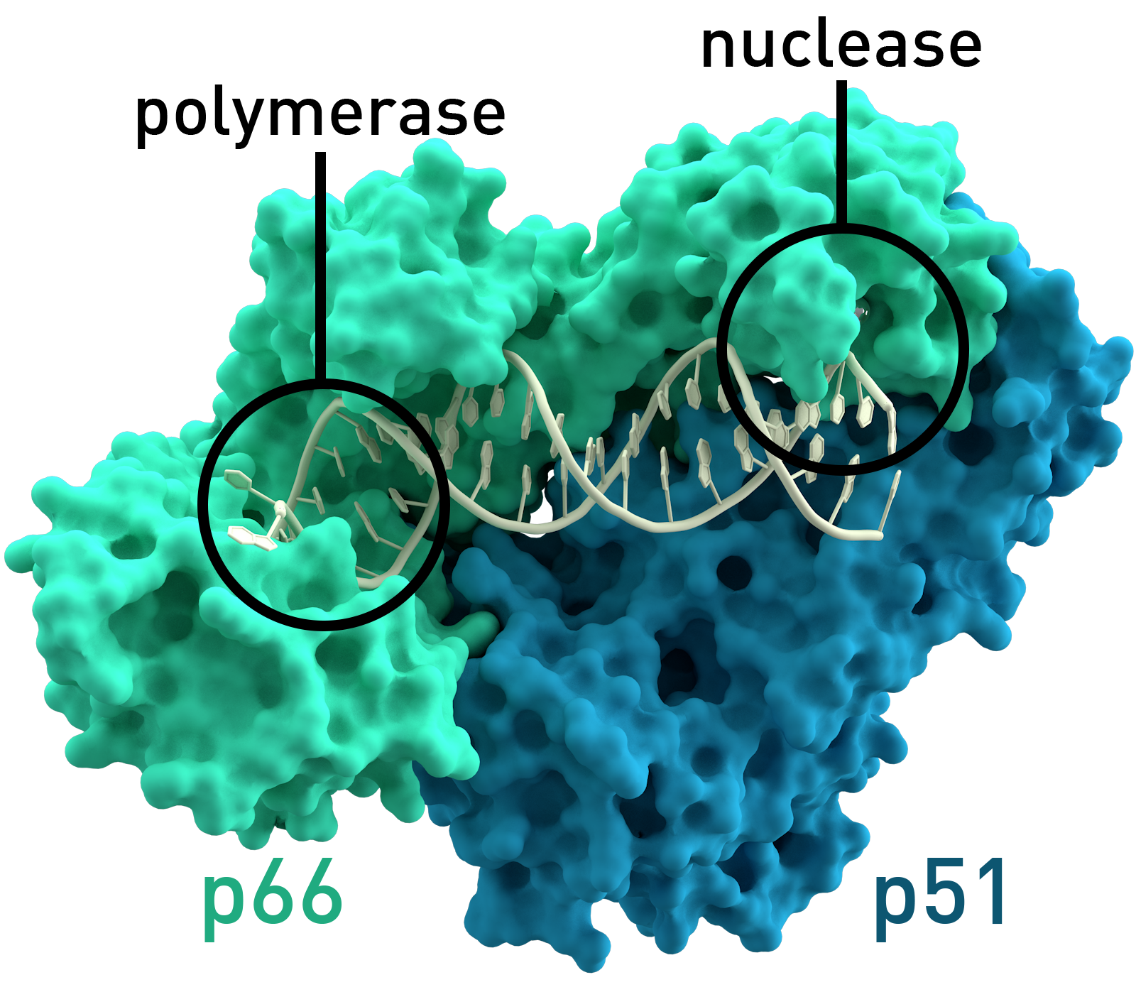 Modelo molecular da transcriptase reversa do VIH-1, enzima diferente da associada ao sistema ART