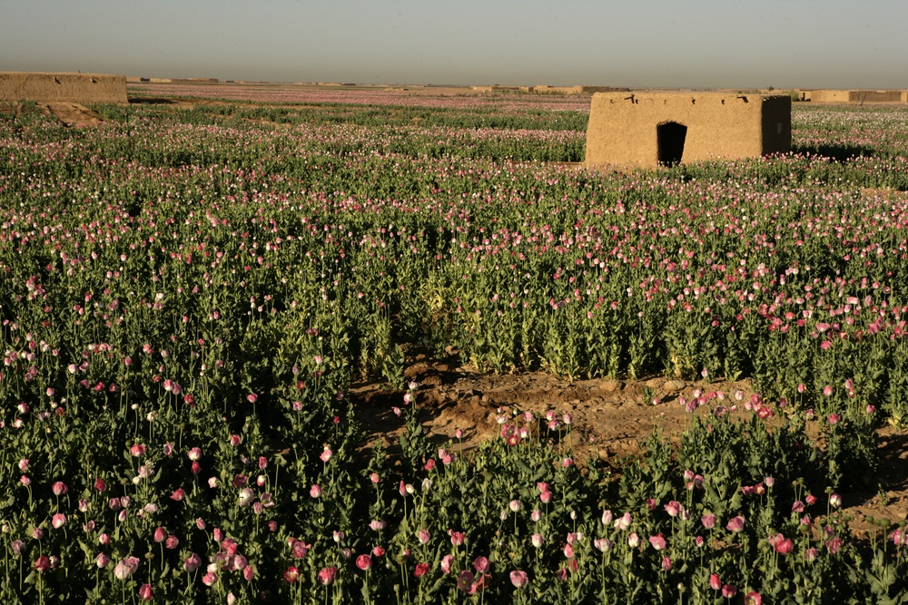 Campo de papoilas de ópio em Marjah, no Afeganistão