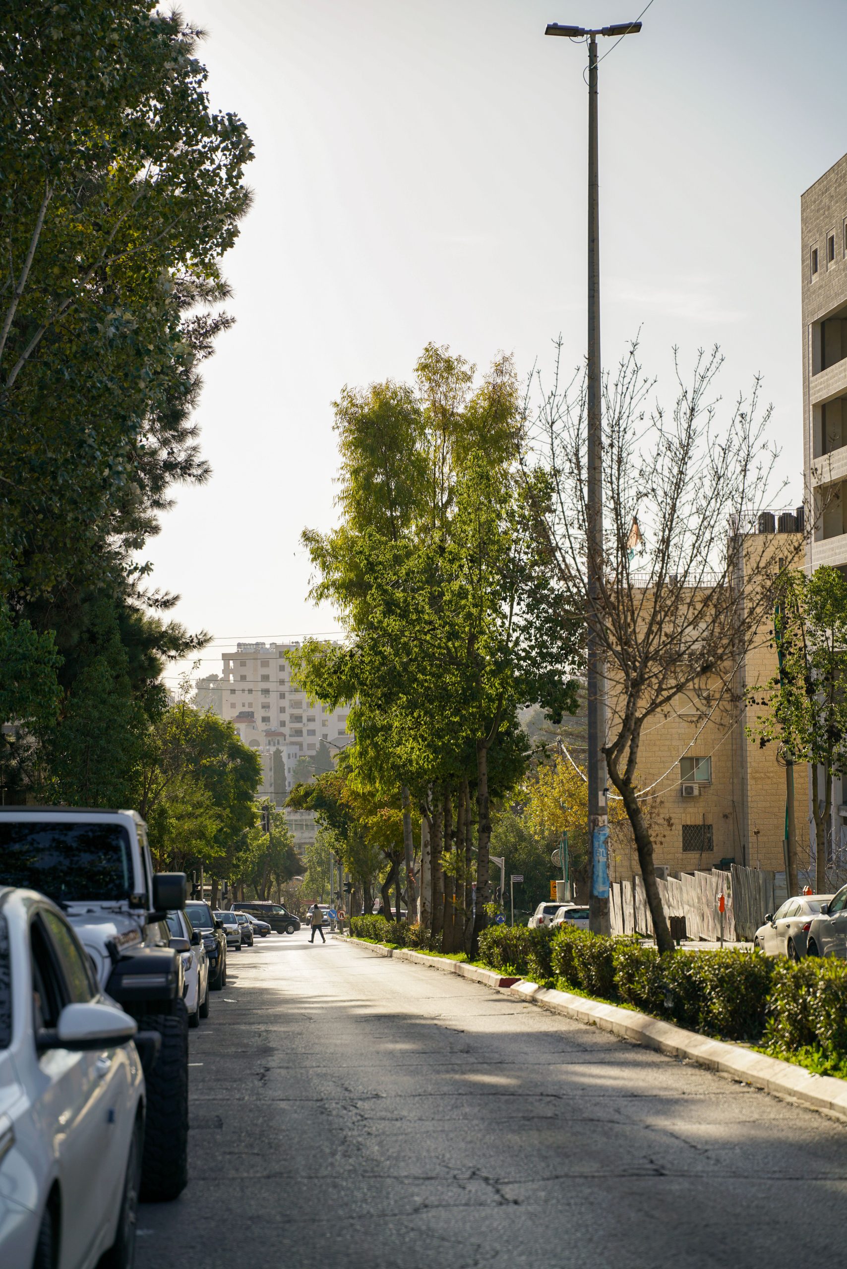 Rua arborizada em Ramallah, sede de facto da Autoridade Palestiniana na Cisjordânia